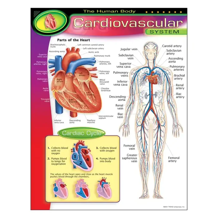 The Human Body–Cardiovascular System Learning Chart